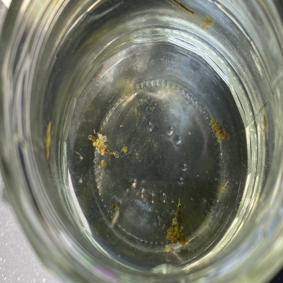 メダカの赤ちゃん生まれたー 卵の苔と稚魚の移し方 りあこ Note