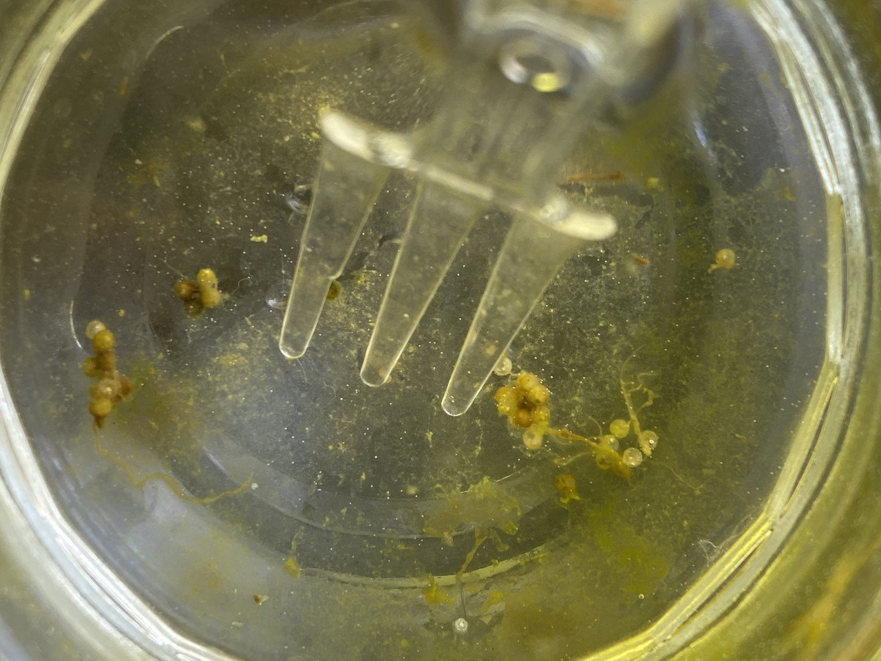 メダカの赤ちゃん生まれたー 卵の苔と稚魚の移し方 りあこ Note メダカの赤ちゃん生まれたー 卵の苔と稚魚の移し方 りあこ Note