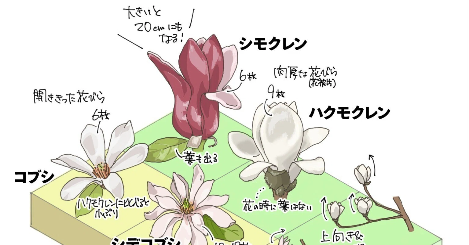 活動歴および当時の関連ビジュアル記録