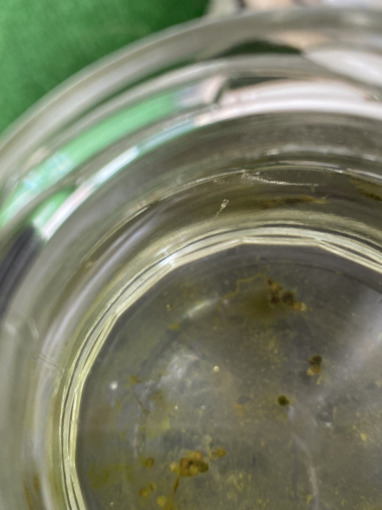 メダカの赤ちゃん生まれたー 卵の苔と稚魚の移し方 りあこ Note メダカの赤ちゃん生まれたー 卵の苔と稚魚の移し方 りあこ Note