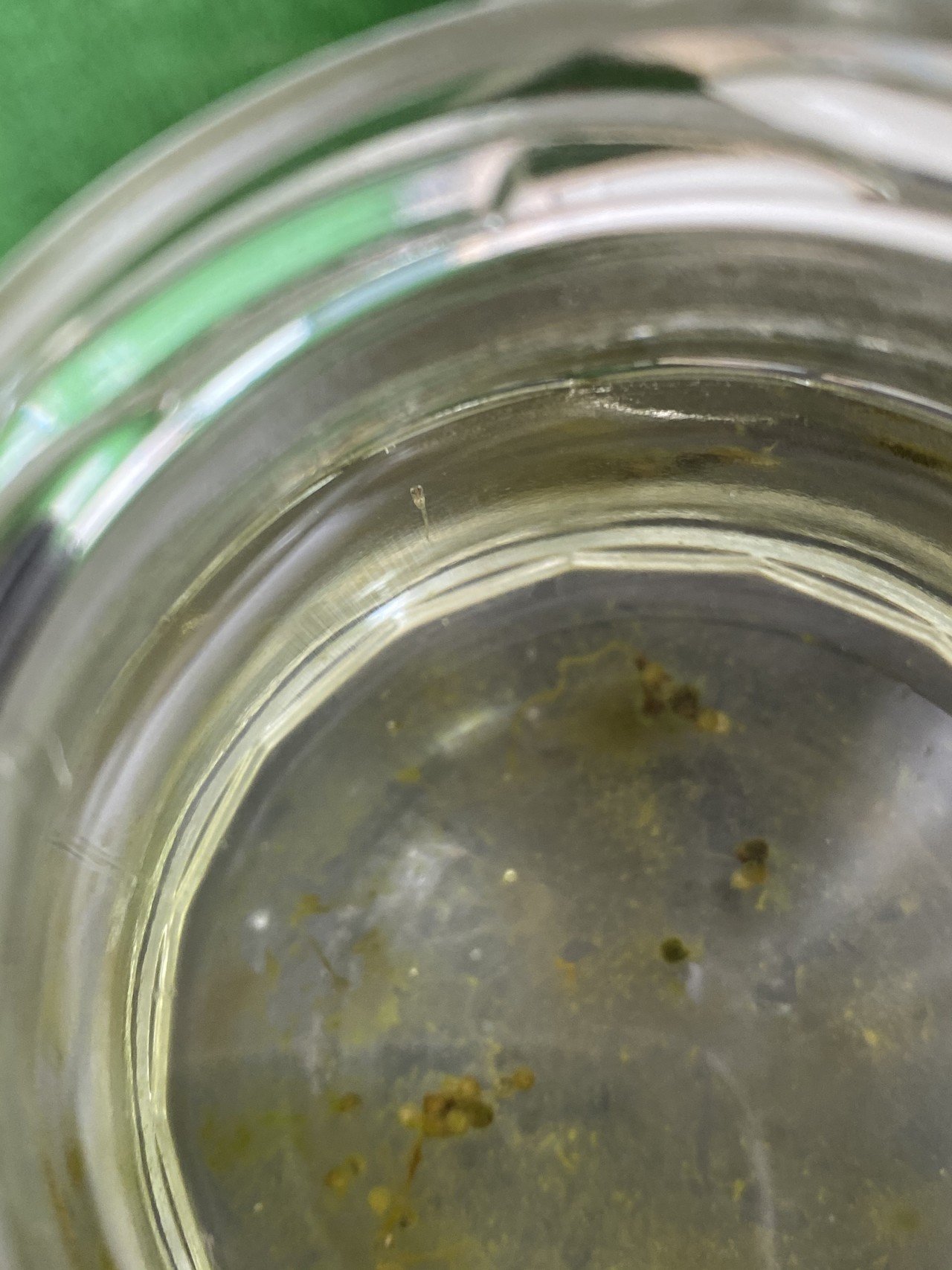 メダカの赤ちゃん生まれたー 卵の苔と稚魚の移し方 りあこ Note メダカの赤ちゃん生まれたー 卵の苔と稚魚の移し方 りあこ Note