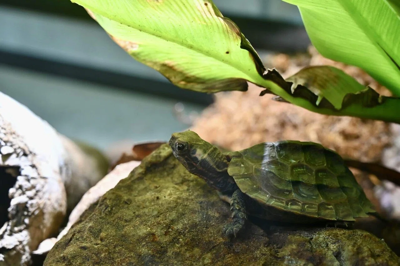 iZoo｜爬虫類だらけの動物園｜しいな｜いきもの旅ログ