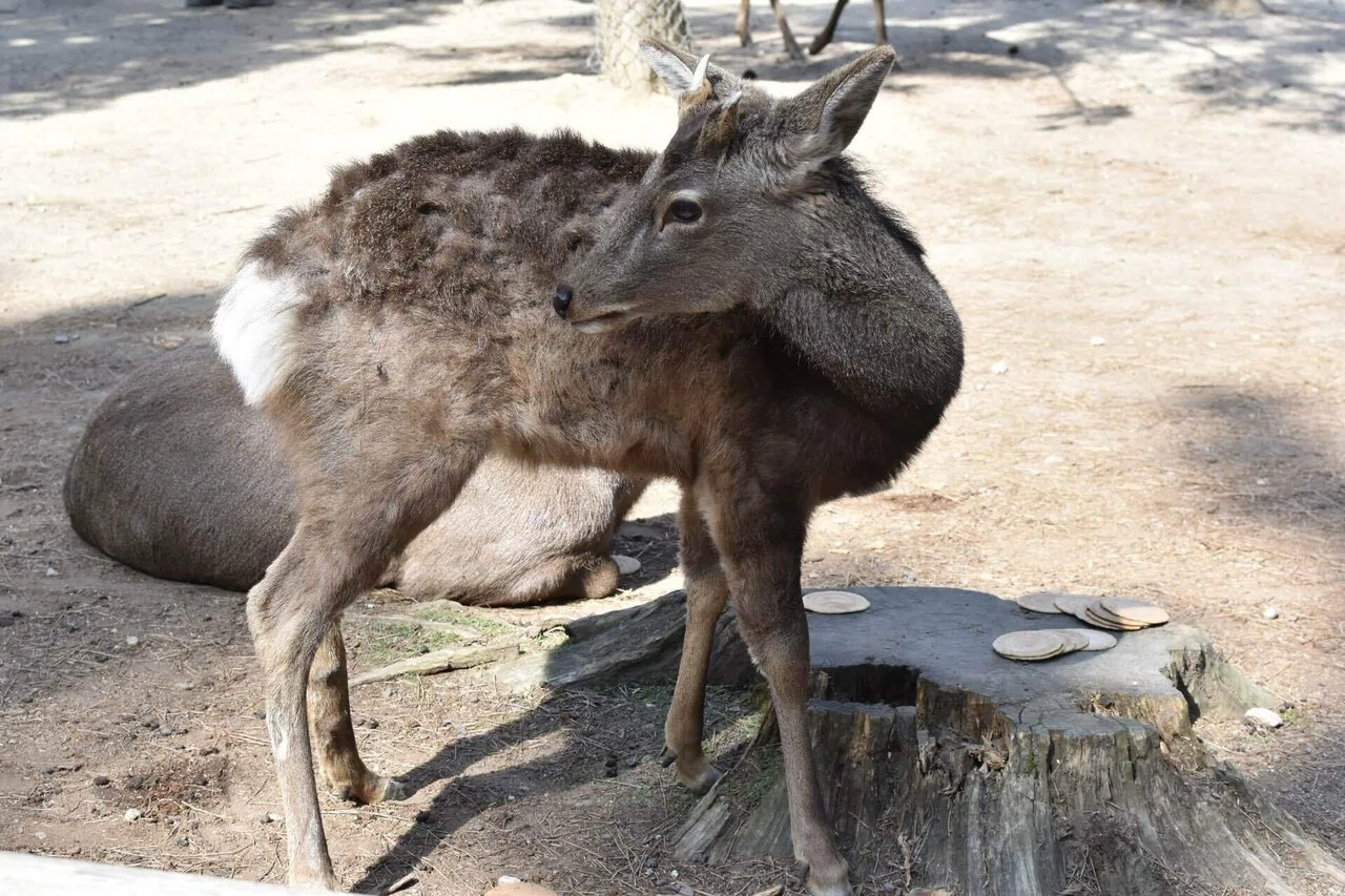 鹿さん専用 スーツ姿で奈良公園に行くと鹿さんがいつもと違うので驚いていました