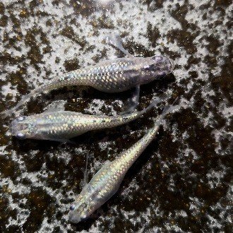 メダカの販売でなぜ年収が1000万を超えるのか解説 メダカ太郎 Note メダカの販売でなぜ年収が1000万を超えるのか解説 メダカ太郎 Note