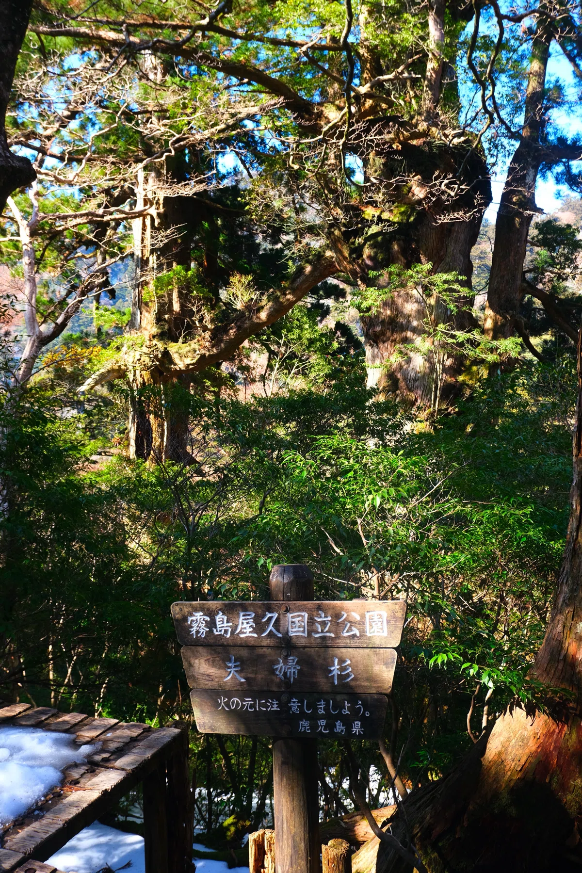 おひとりさま屋久島旅行記｜Hotaru / ほたる