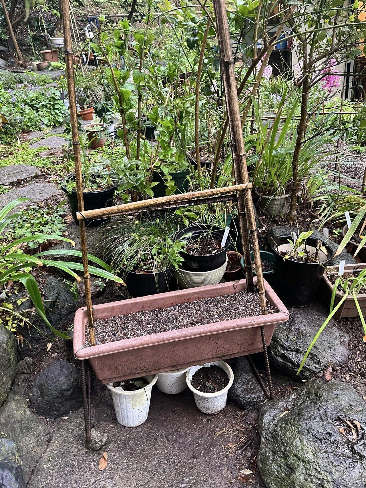 ホー　ホケキョ♪