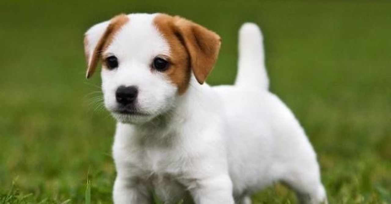 大問題 どんどん小型化されていく犬の健康はどうなるのか 日本ペット整体協会 公式アカウント Note