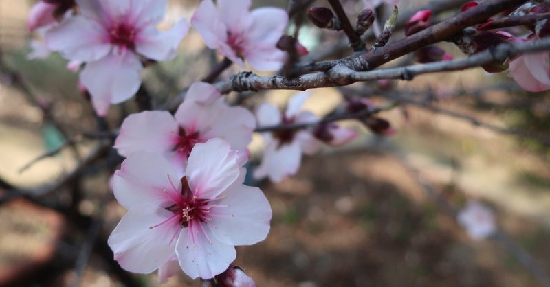 本日のスタッフのおすすめ