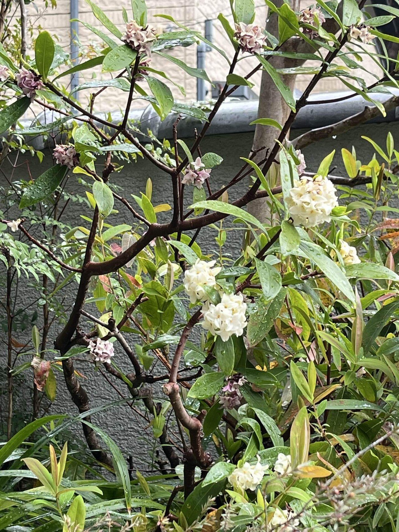 今朝の会社　こんな空気でお迎えします。