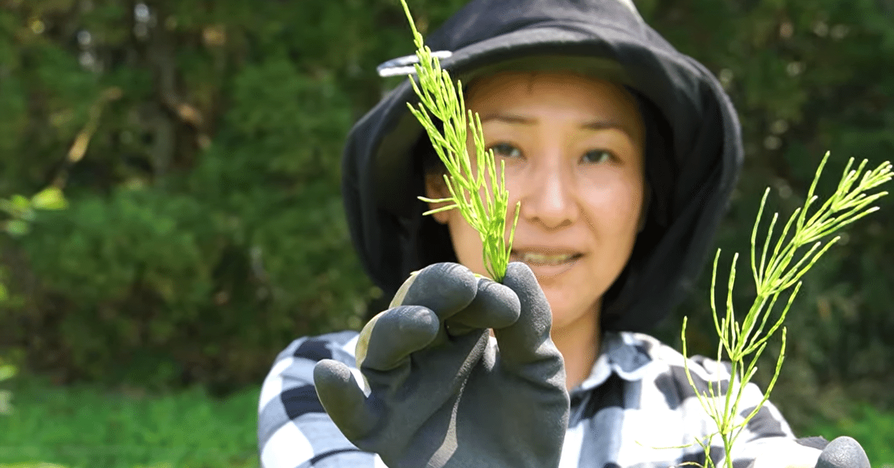 スギナ 女性の味方 スギナ 収穫 解説 体に良い ケイ素 を豊富に含む大注目ハーブ Mariko Shimodozono Note