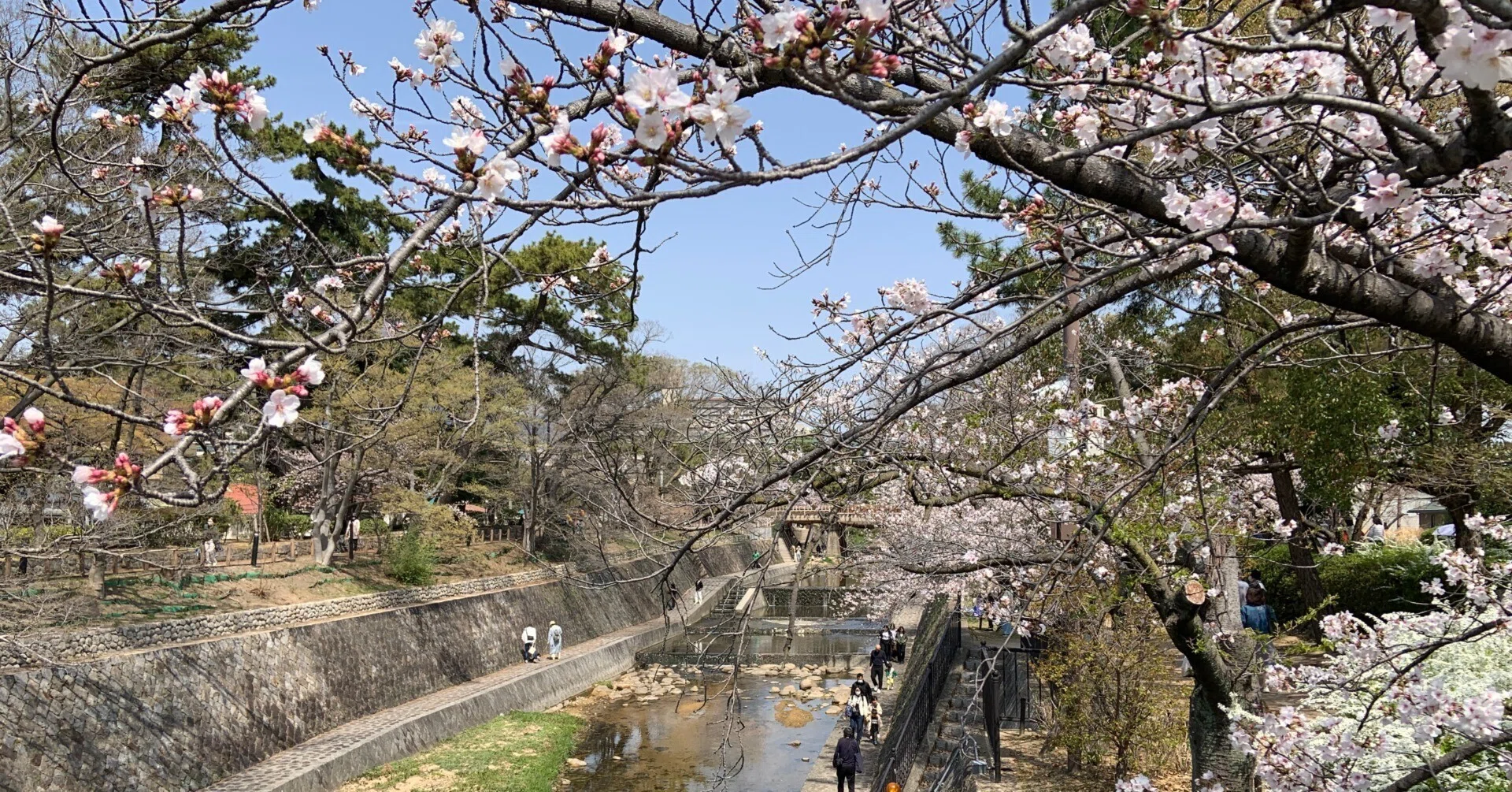 Shukugawa Cherry Blossoms in Nishinomiya, Hyogo: A Famous Cherry