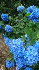かぐや姫の物語 にまつわる考察 四 ムト紺 Note かぐや姫の物語 にまつわる考察 四 ムト紺 Note