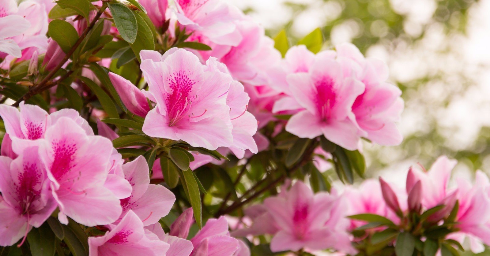 ツツジ のアクセントって わたあめ Note