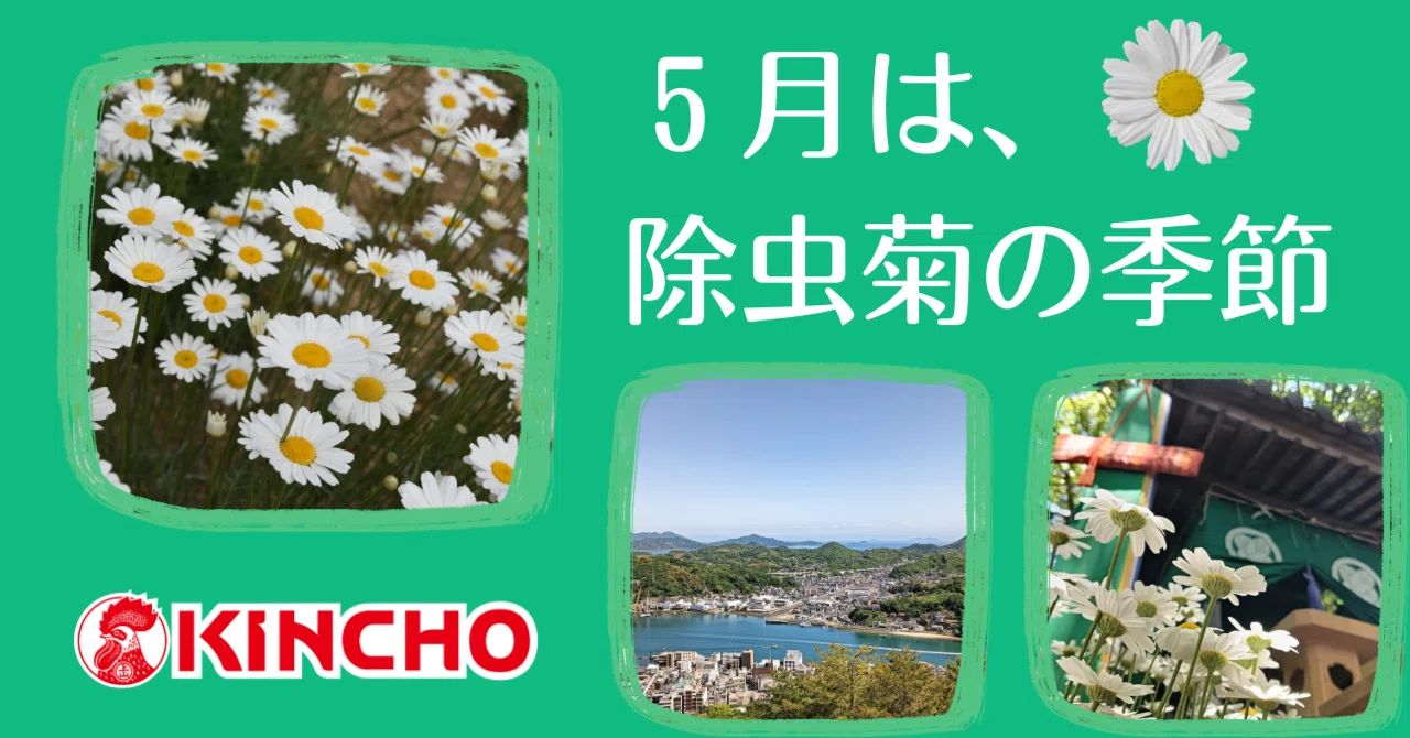 5月は、除虫菊の季節 ～日本はかつて世界一の除虫菊輸出国｜KINCHO 大