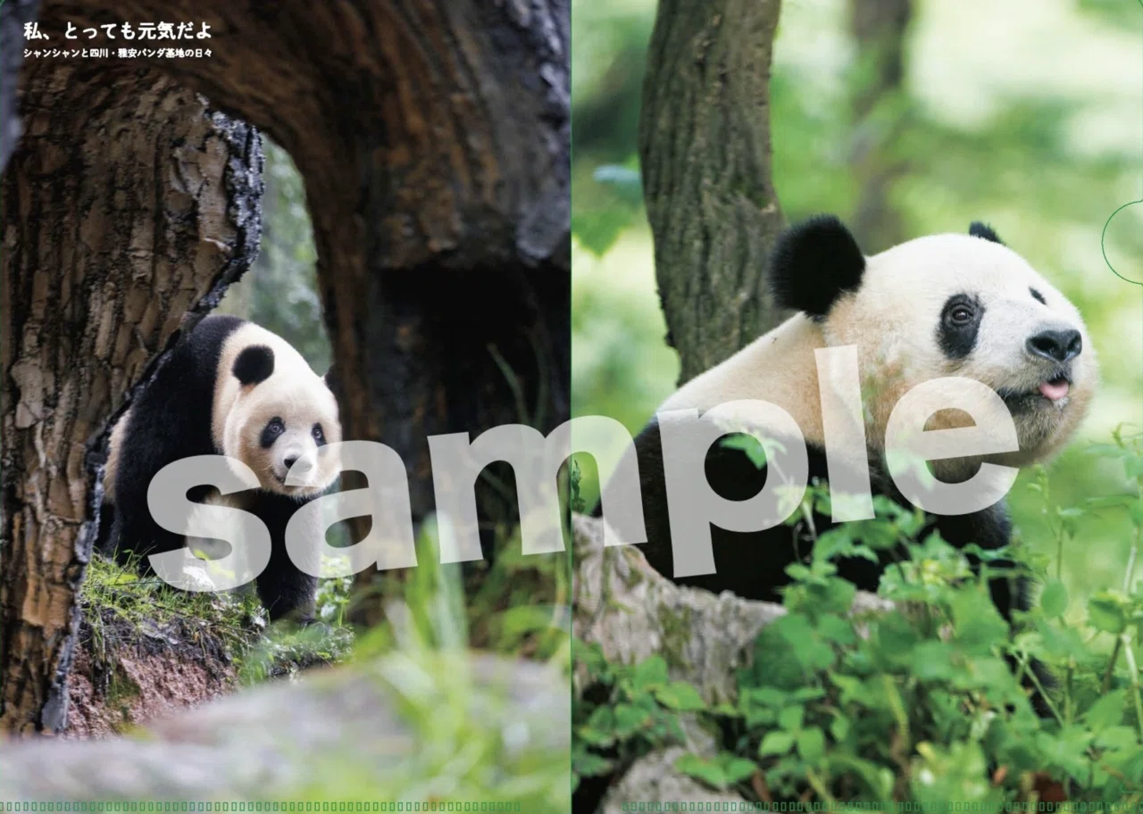 4月3日、行知学園出版の写真集『私、とっても元気だよ シャンシャンと