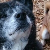 尾も白い犬のはなし 3 高安犬物語 穂音 ほのん Note