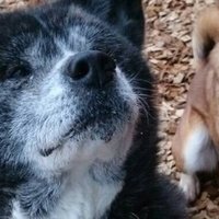 尾も白い犬のはなし 3 高安犬物語 穂音 ほのん Note 尾も白い犬のはなし 3 高安犬物語 穂音 ほのん Note