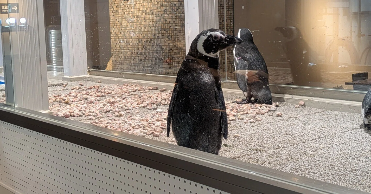 ブルーパブ探訪記】ペンギンを見ながらビールを飲もう！ワンドロップ