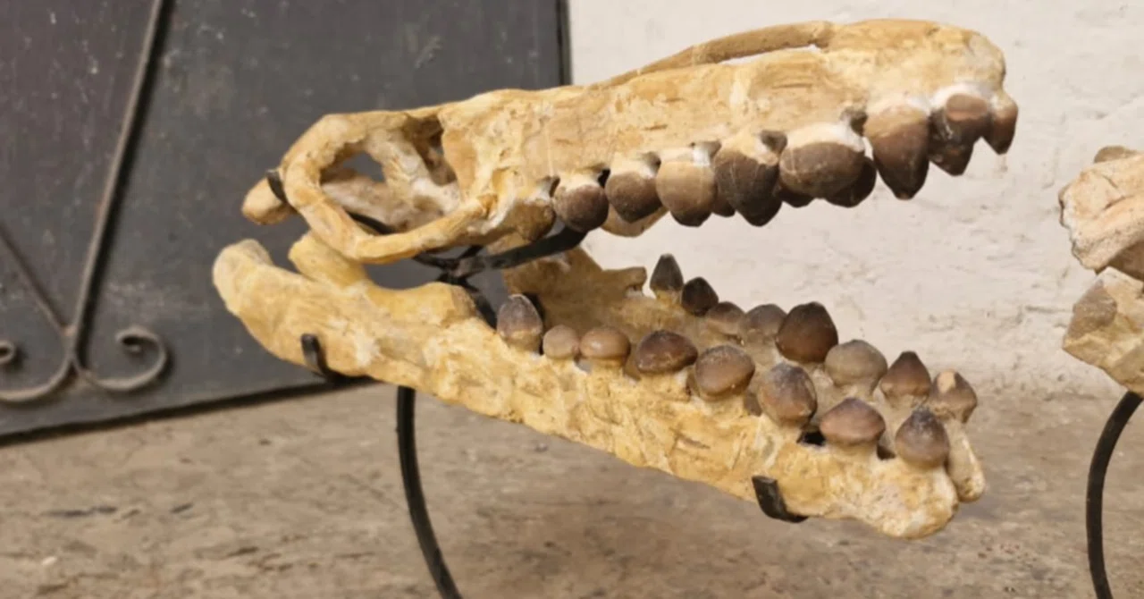 7.グロビデンスのスカルー丸い歯をもつ海の捕食者｜【恐竜の化石専門