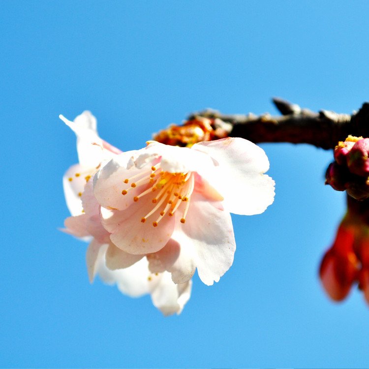 散歩中にみつけた桜