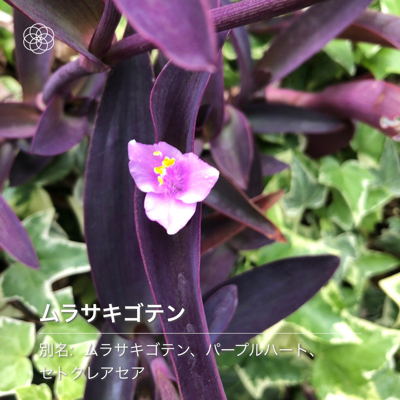 世界がひろがる 小春 Note 世界がひろがる 小春 Note