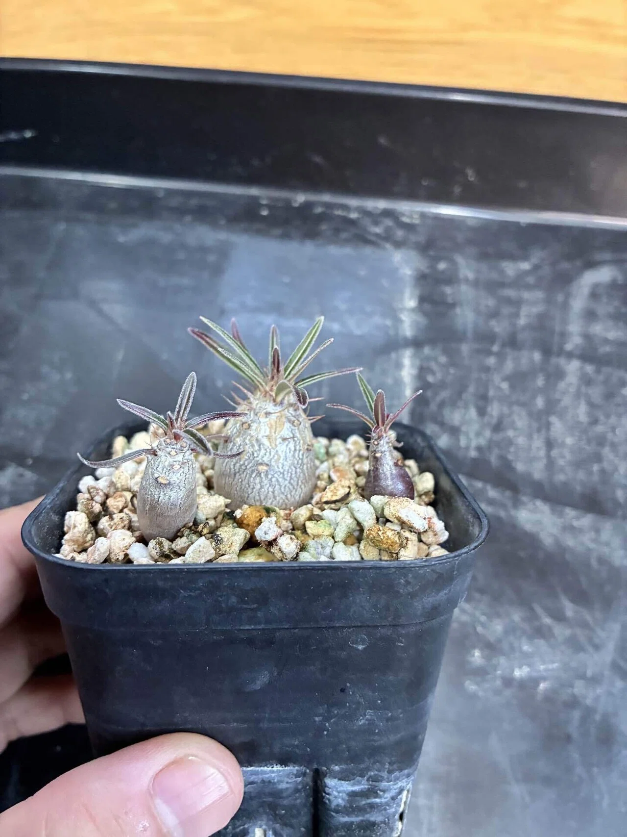 朝から小苗の植え替え作業をしました。｜半分本気の塊根日記