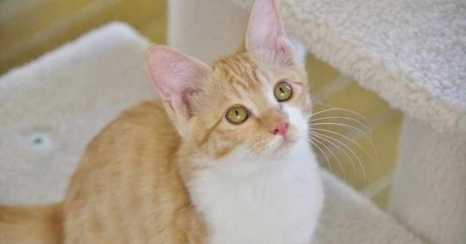 我が家に保護猫きょうだいをお迎えするまで トライアル編 Onepax Note