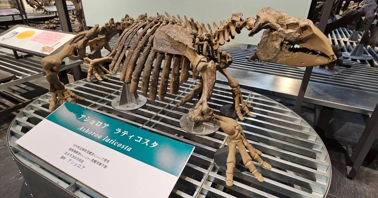 全国博物館の旅【77】足寄動物化石博物館｜美原さつき