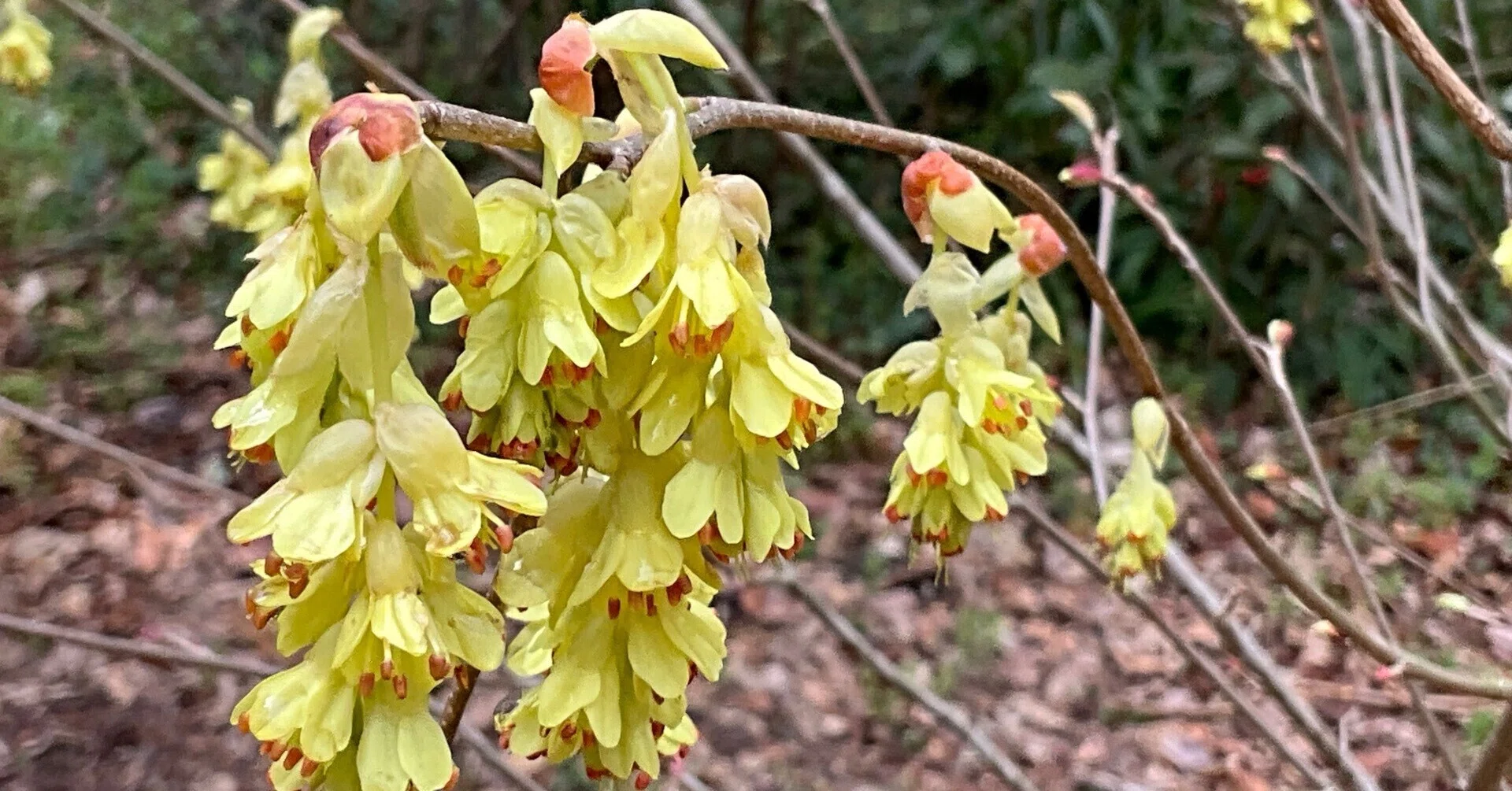 コウヤミズキ（京都府立植物園）：2026年3月8日（日）｜藤井秀昭