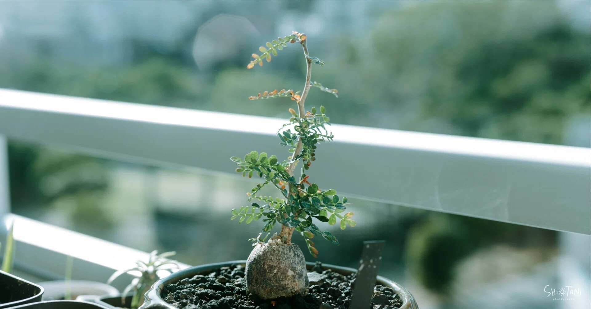 ターニさん専用 塊根植物 パキプス 塊根植物にハマったお話 / パキプスっていいな｜takumi shiotani