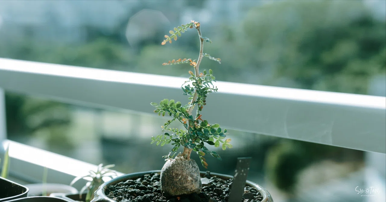 塊根植物にハマったお話 / パキプスっていいな｜takumi shiotani