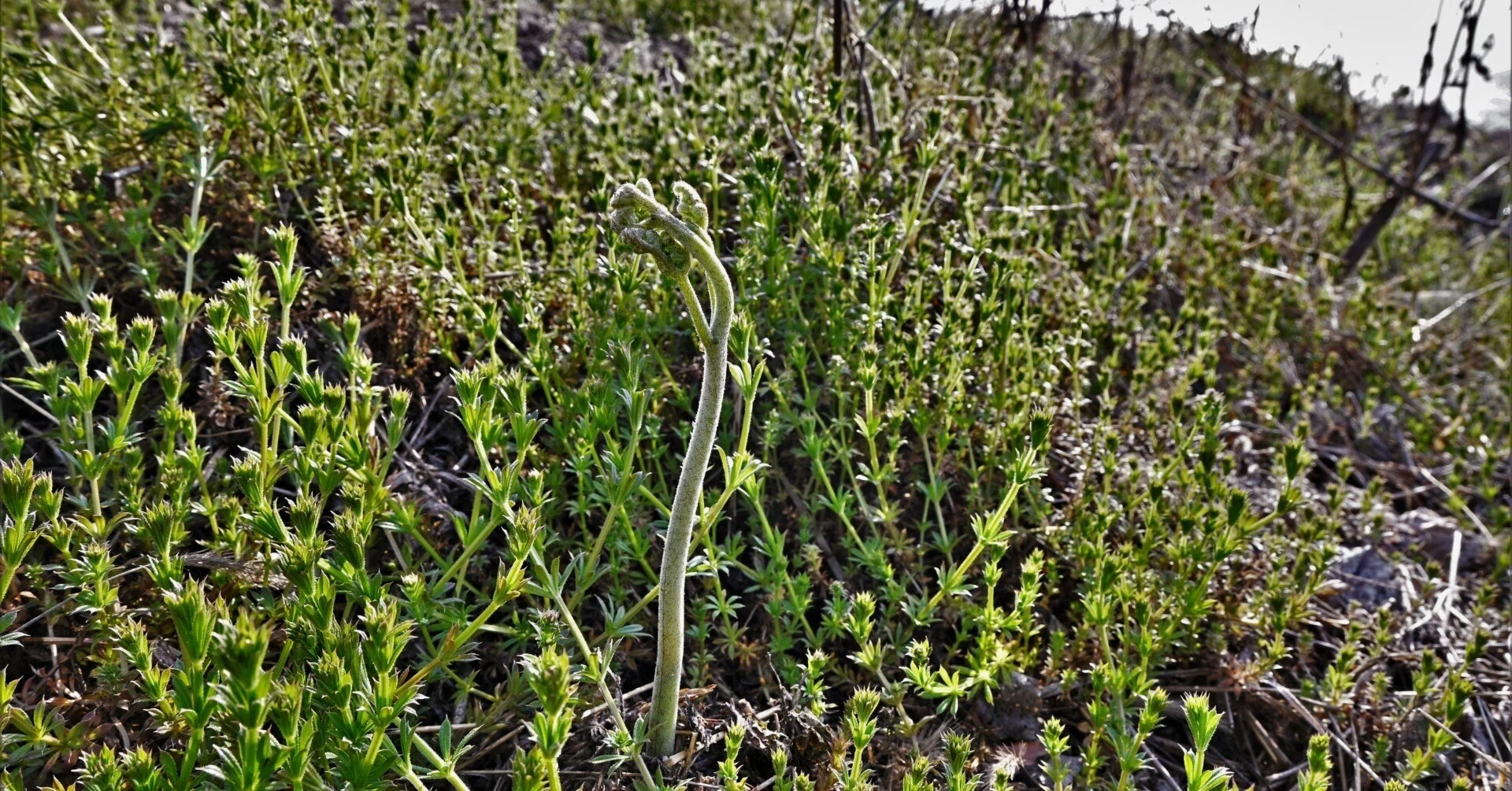 わらびに似たシダ植物は多い｜ゆたし