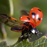 ゴキブリの雑学 Hunterふく Note