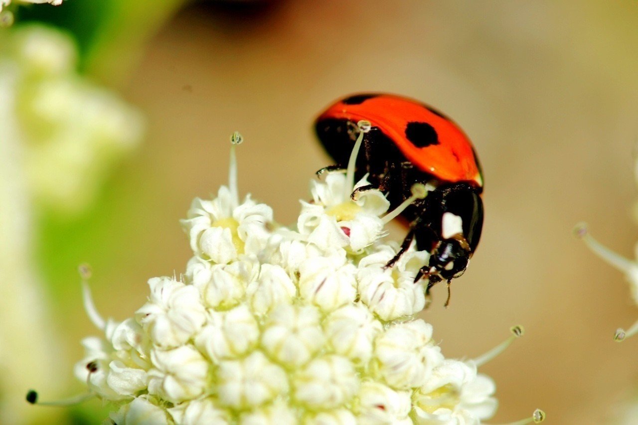 激レアてんとう虫 Tshimo Note