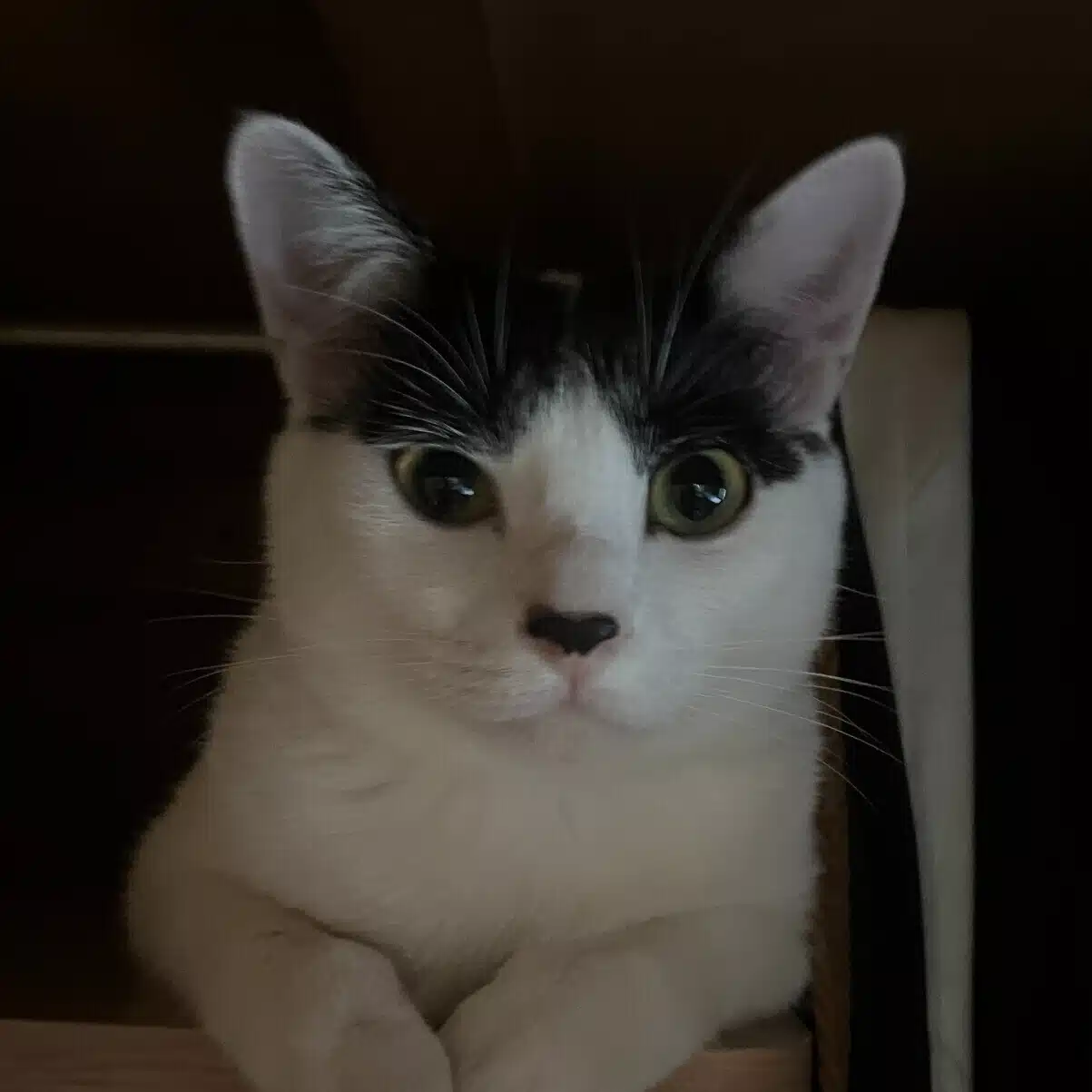 ねこまみれ