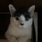 ねこまみれ