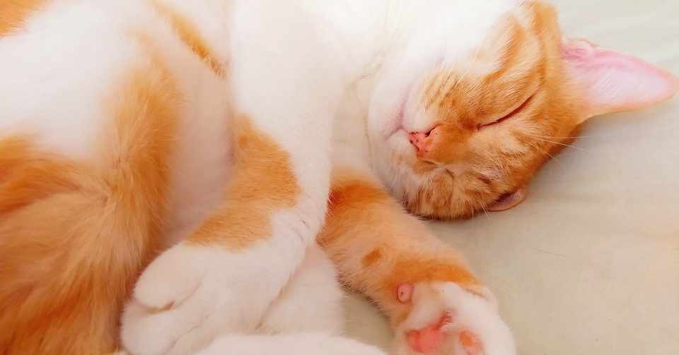 夢に好きな人が出てきたら焦った方が良い カウンセラー佐藤愛 明日 心が晴れますように Note