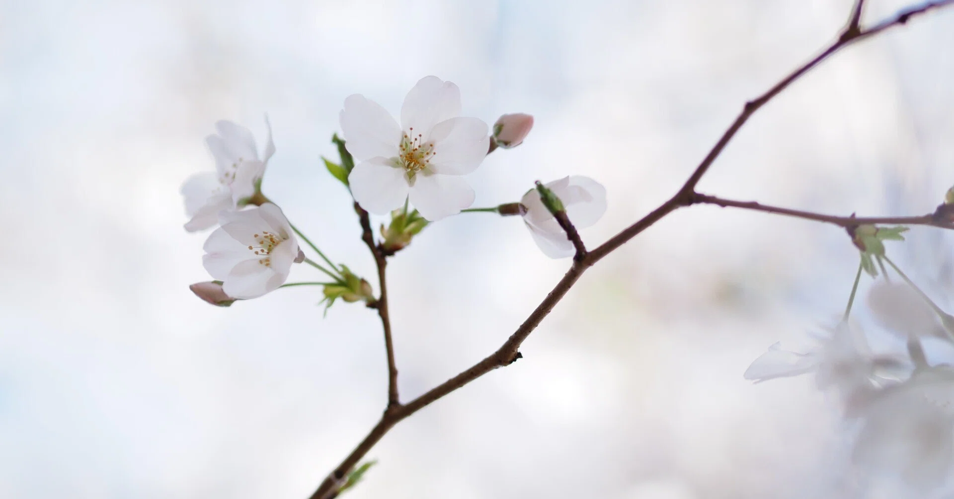 小さな世界をのぞいてみよう！ #12 春の代名詞「桜」を撮る！｜OM SYSTEM