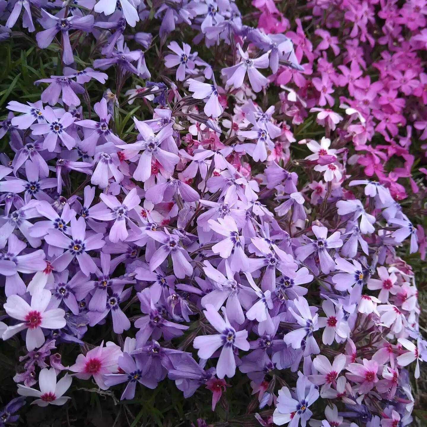 小林