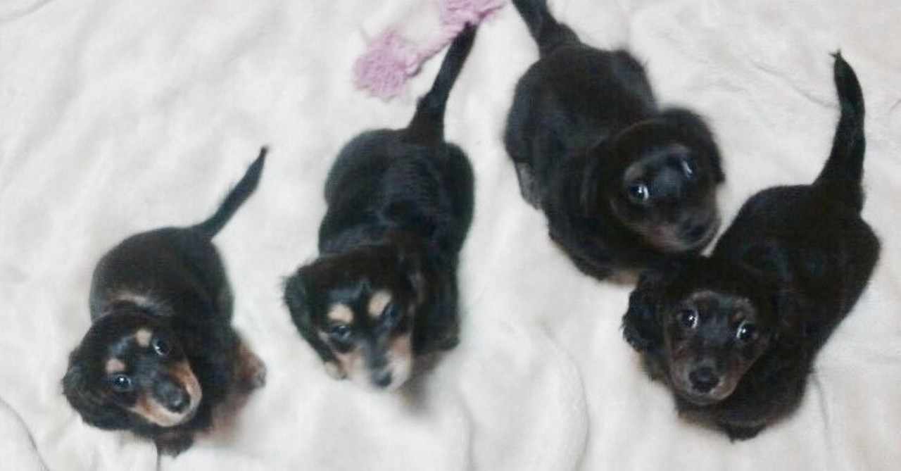 愛犬の日 ばち Note