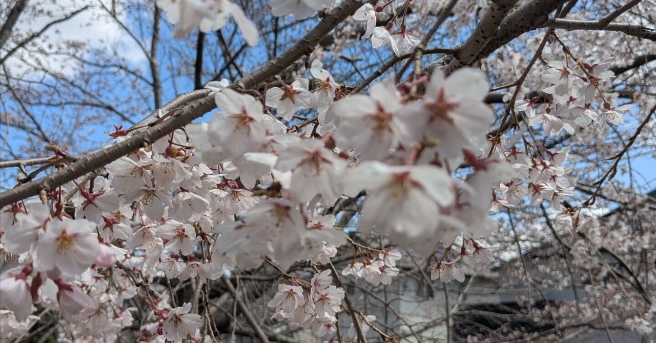 「【日記No.73】祝🌸開花宣言🌸🌸」のサムネイル