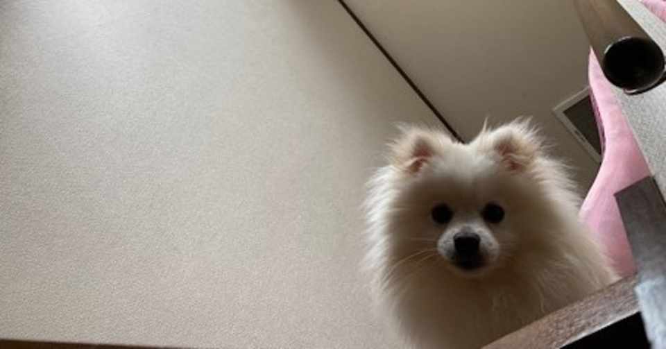 ペットもまともに育てれないのに 子供なんか育てれるわけない タキ社長 Note