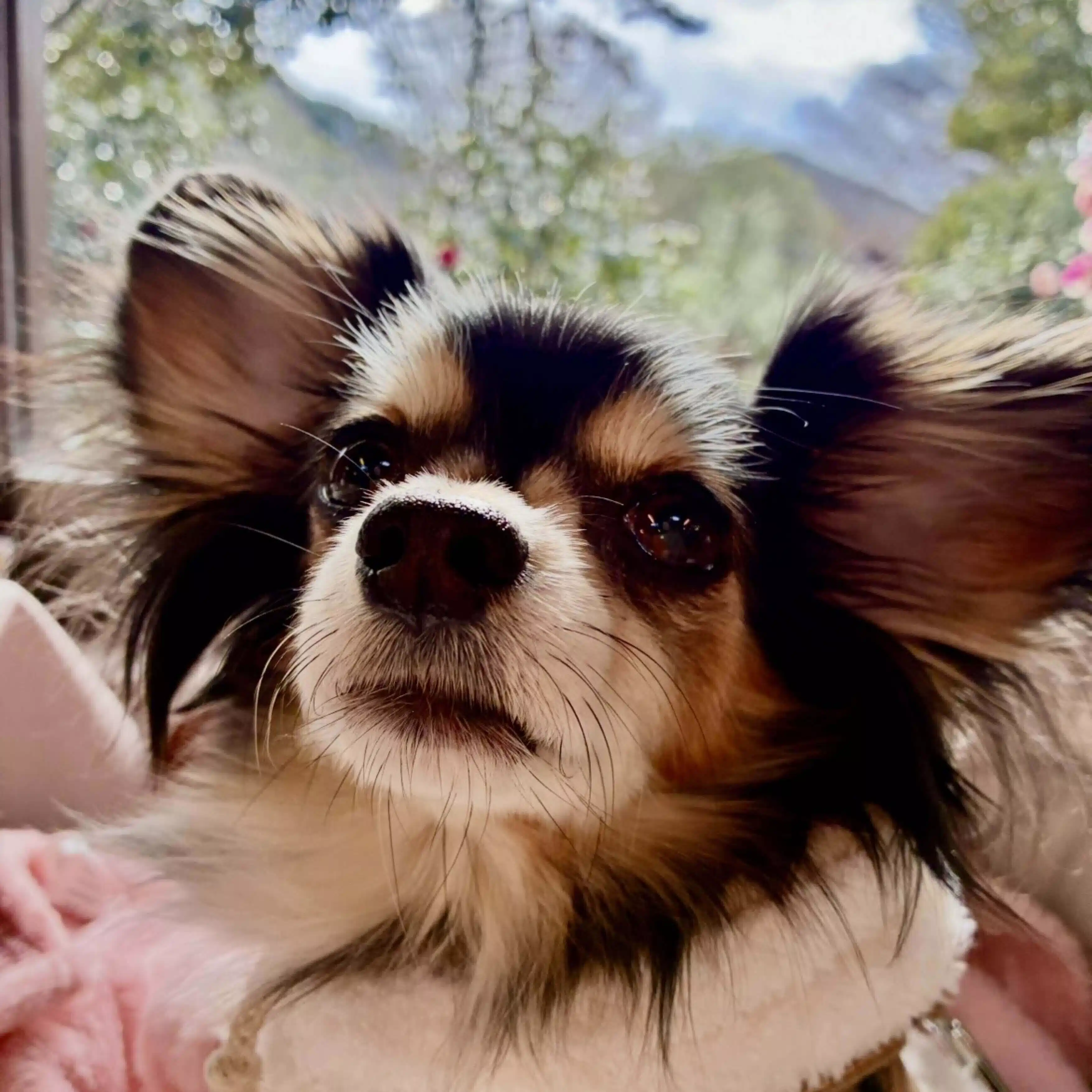 Pina