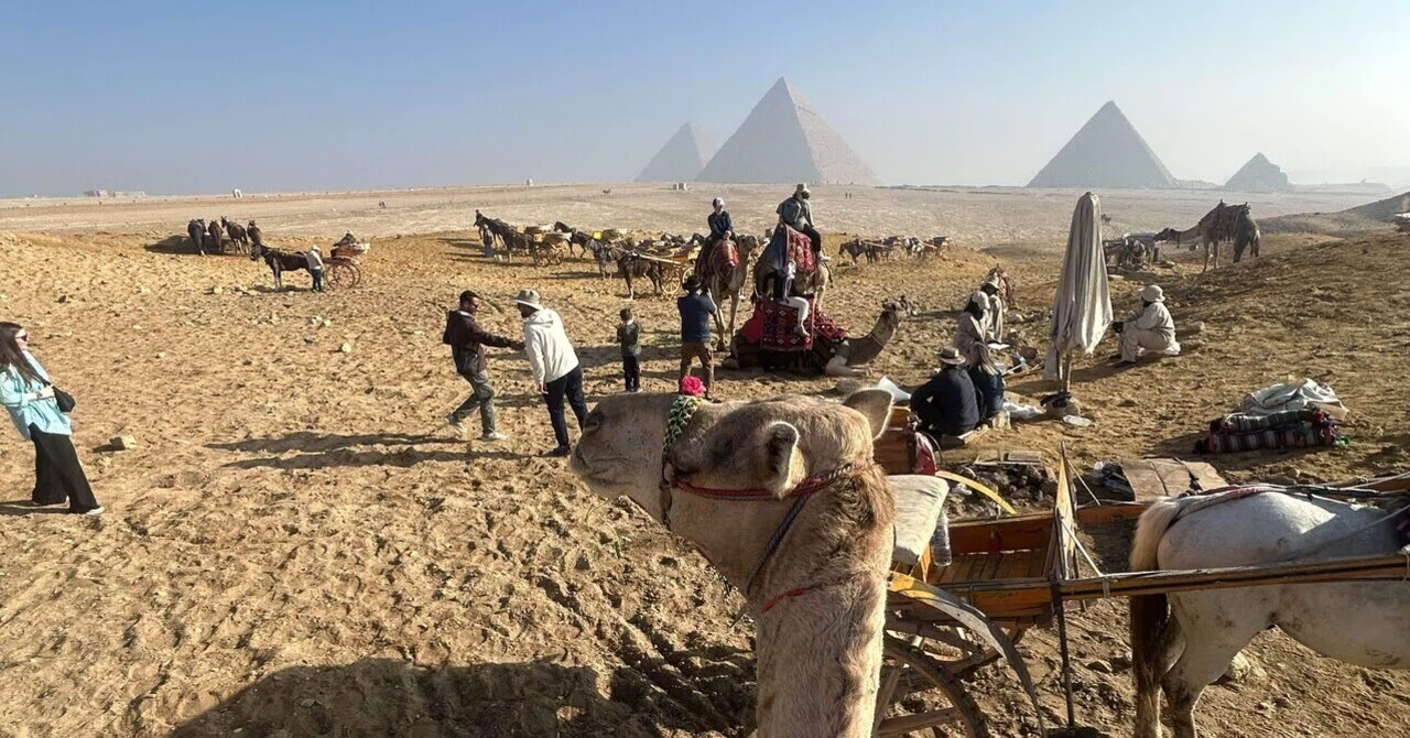 【Pyramid & Camel Strategy】🇪🇬My 