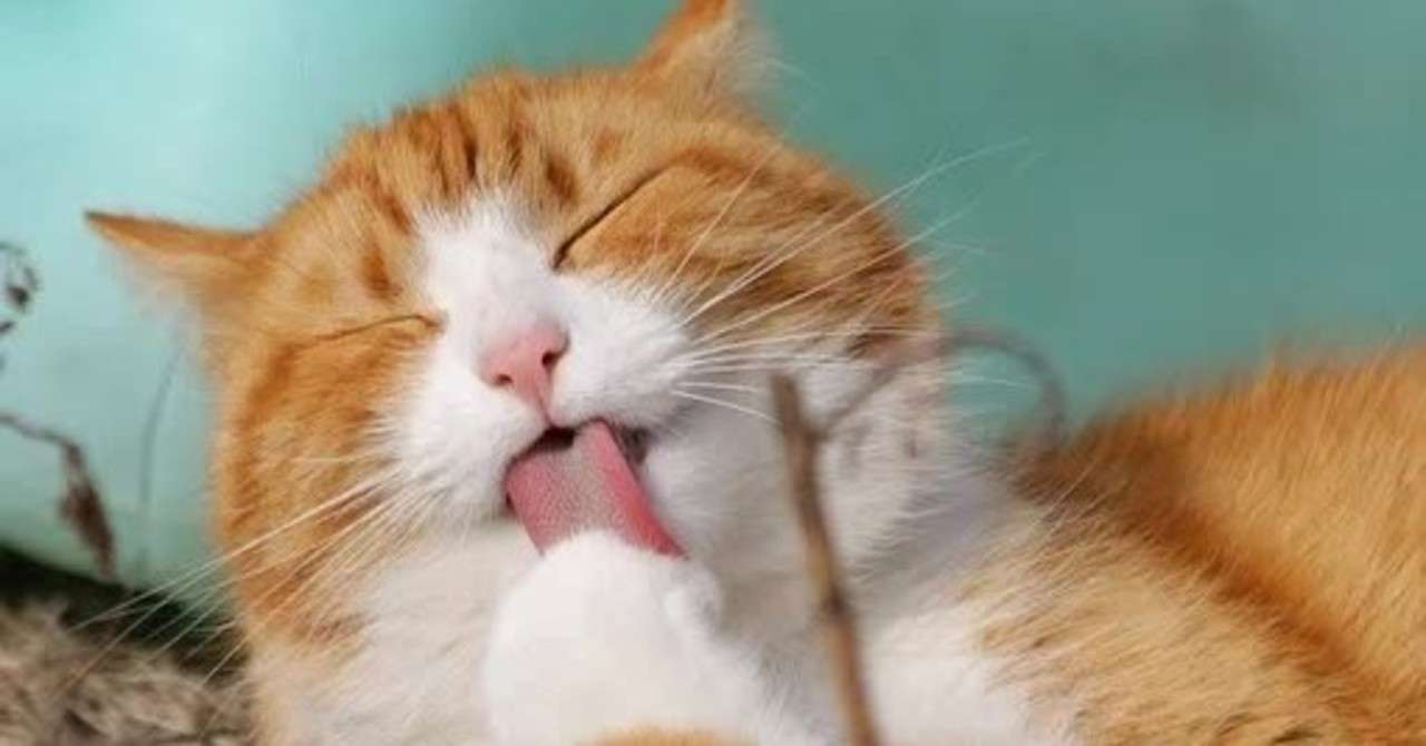 猫と犬と時々 ボク Hemp4you Diary 改め Hemp4you Room Note 猫と犬と時々 ボク Hemp4you Diary 改め Hemp4you Room Note