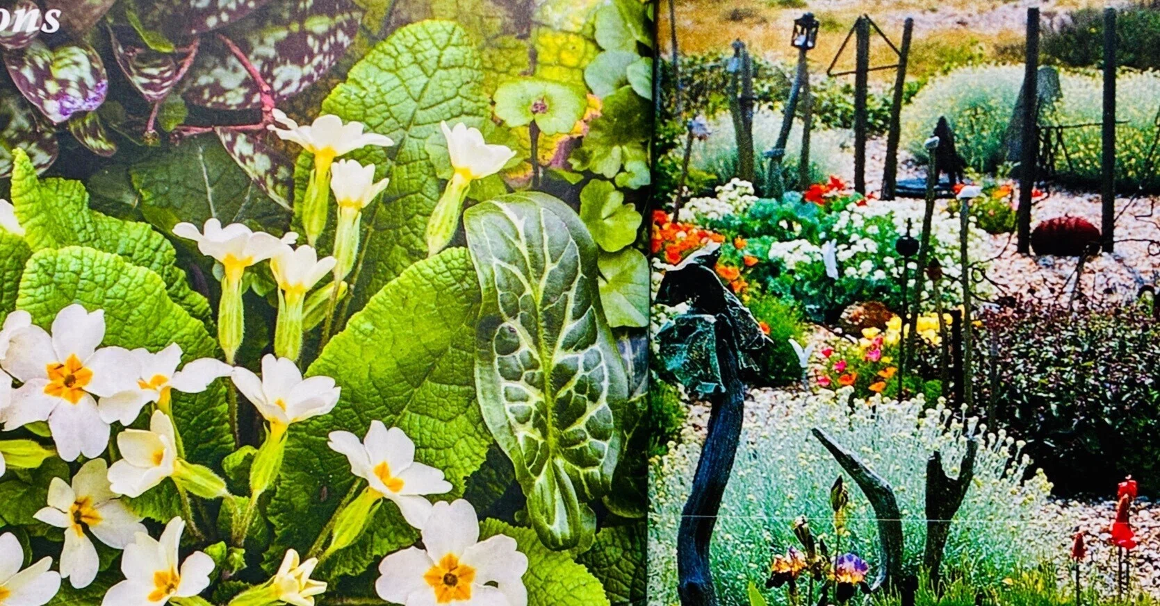 植栽家の日常】20260320 ベス・チャトーとデレク・ジャーマンの庭比較