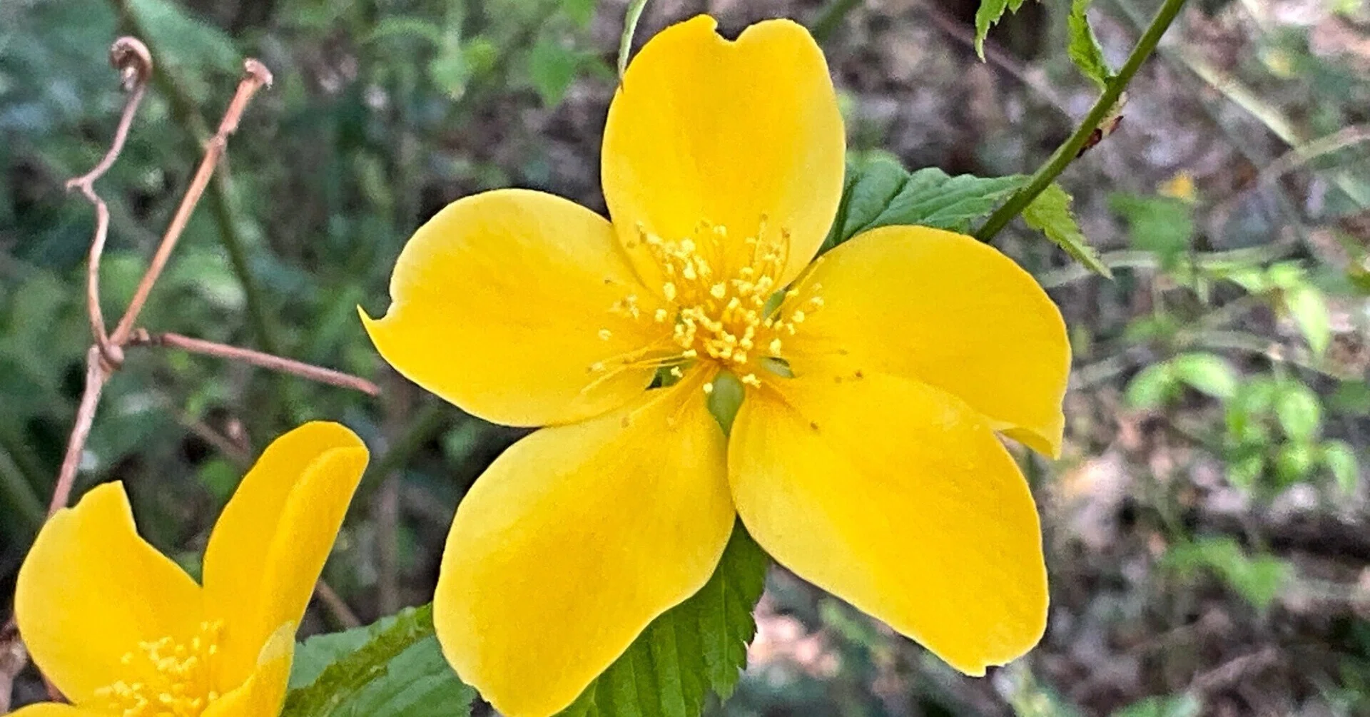 ヤマブキ（京都府立植物園）：2026年3月21日（土）｜藤井秀昭（『京都