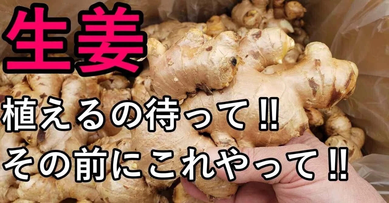 大生姜の芽出し】家庭菜園でも失敗しない“初速ブースト”の完全版｜ふかや村
