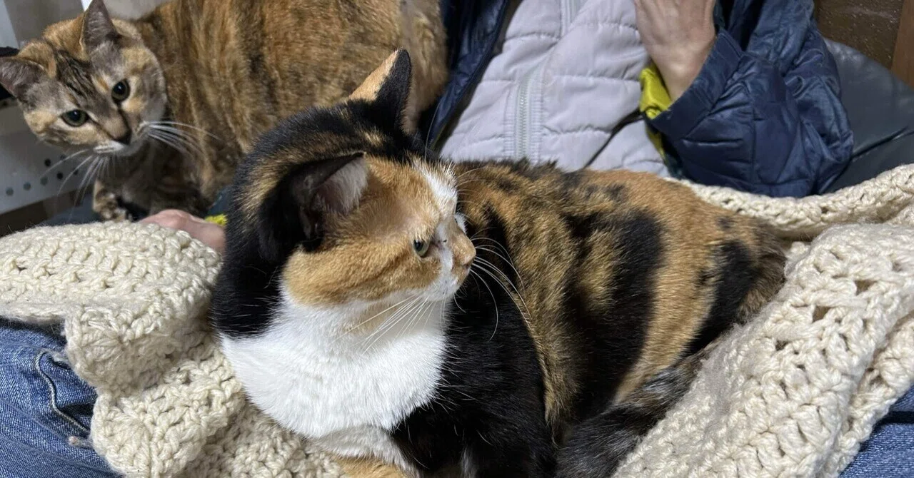 三毛猫は猫界の嫌われもの？｜猫様とごはん