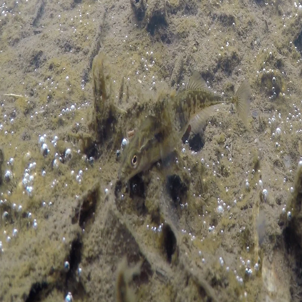 トゲウオのトゲの使い道 北海道魚類映画社 Note